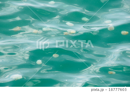 Jellyfish on the sea 18777603