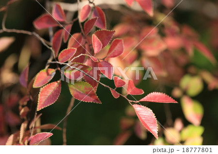 自然 植物 アキニレ 秋に一気に花が咲いて実になって紅葉する忙しい木ですの写真素材