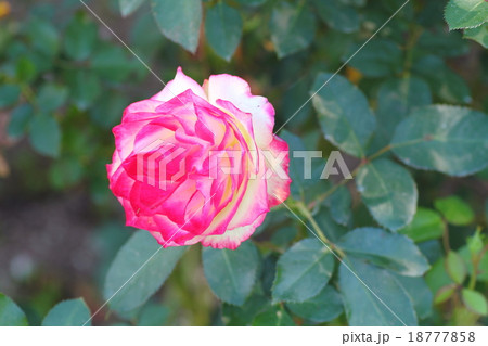 バラの花　ジュビレデュプリンスドゥモナコ 18777858