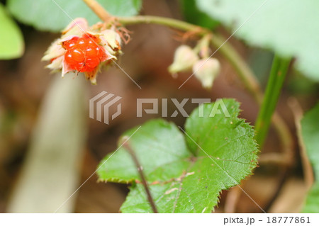 フユイチゴの実 フユイチゴの実 18777861