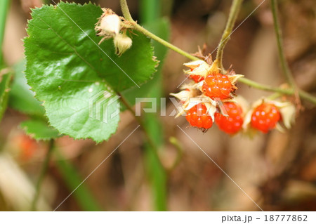 フユイチゴの実 18777862