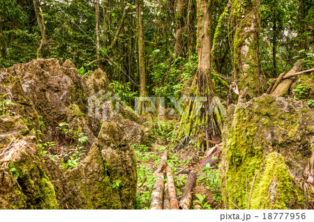 Dense Vegetation In Humid Climate Dense Vegetation In Humid Climate 18777956