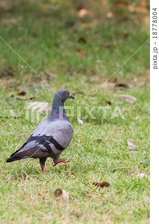 Pigeon on the ground Pigeon on the ground 18778004