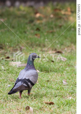 Pigeon on the ground 18778005