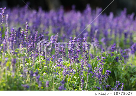Lavender in the morning Lavender in the morning 18778027