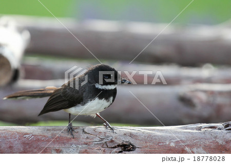 Rhipidura javanica (Pied Fantail) Rhipidura javanica (Pied Fantail) 18778028