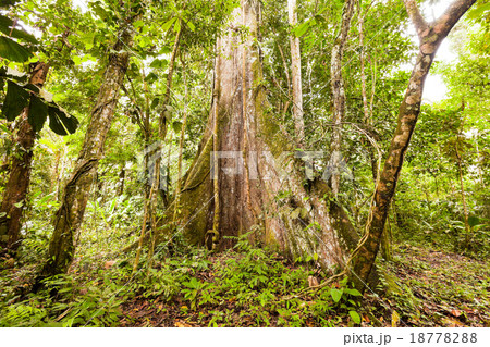 Huge Base Of A Kapok Tree 18778288