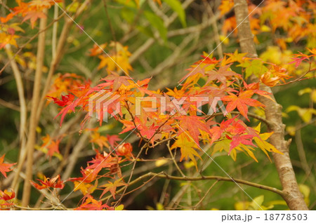 紅葉 18778503