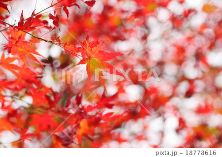 モミジ紅葉 モミジ紅葉 18778616