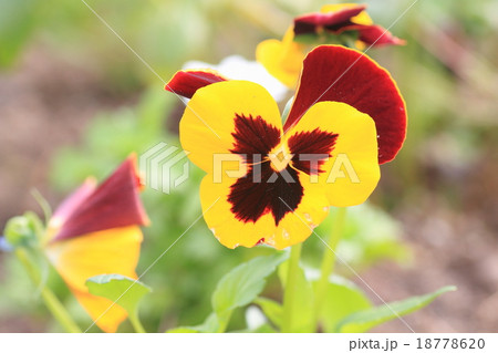 パンジーの花 パンジーの花 18778620