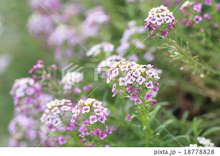 スイートアリッサムの花 18778828
