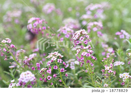 スイートアリッサムの花 18778829