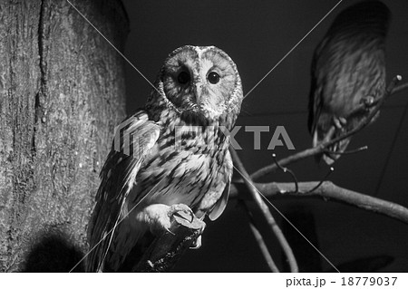 フクロウ 18779037