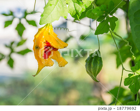 The gourd ripe and raw 18779692