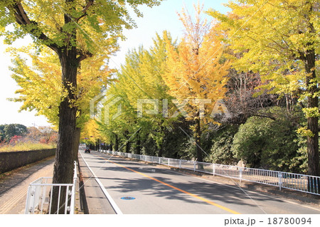 イチョウ並木 イチョウ並木 18780094