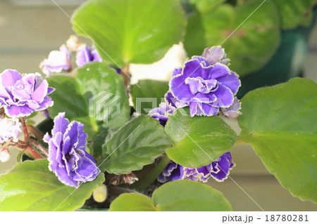 セントポーリアの花の写真素材