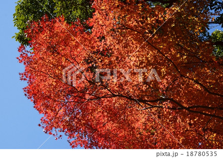 祝子川の紅葉と大崩山 18780535