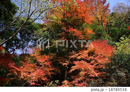祝子川の紅葉と大崩山 祝子川の紅葉と大崩山 18780538