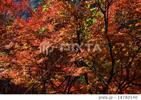 祝子川の紅葉と大崩山 祝子川の紅葉と大崩山 18780540