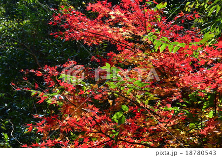 祝子川の紅葉と大崩山 18780543