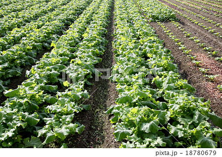 かぶ畑 かぶ畑 18780679