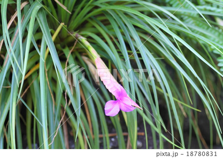 ハナアナナスの花 ハナアナナスの花 18780831