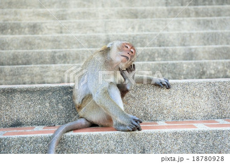 alone brown monkey sit on ladder at Thai Temple 18780928