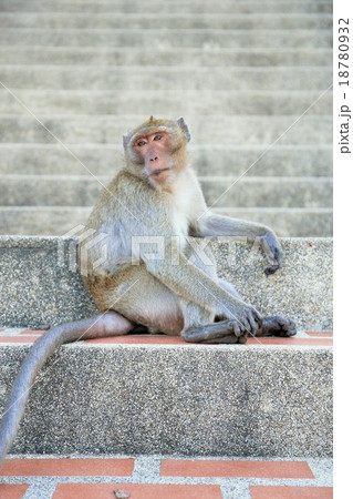 alone brown monkey sit on ladder at Thai Temple 18780932
