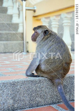 alone brown monkey sit on ladder at Thai Temple 18780935