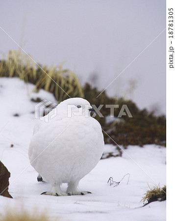 冬羽のライチョウ雌 18781305