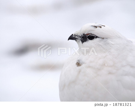 ライチョウ雄の冬羽 ライチョウ雄の冬羽 18781321