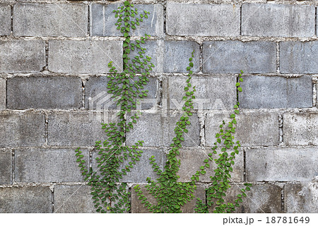 Green Creeper Plant on the Wall 18781649