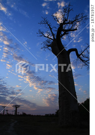 バオバブの木 18781937