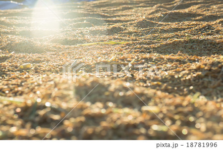 Beautiful paddy rice in sunset Beautiful paddy rice in sunset 18781996