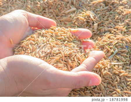 Hands on paddy rice in sunset Hands on paddy rice in sunset 18781998