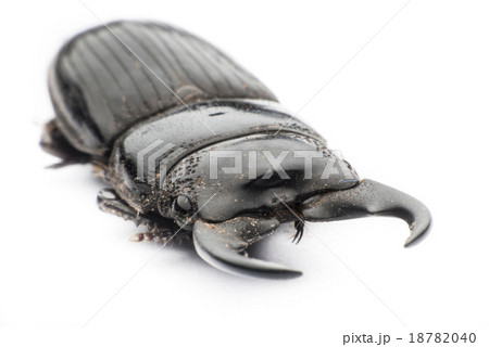 stag beetle 18782040