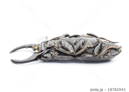stag beetle stag beetle 18782041