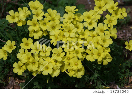 オキザリス　大黄花酢漿草 18782046