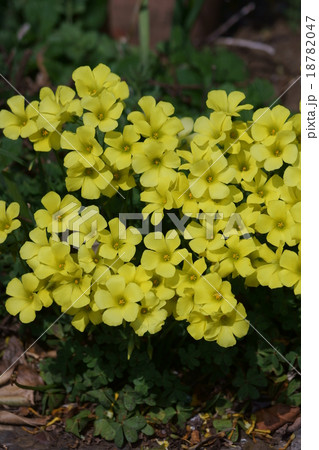 オキザリス 大黄花酢漿草 オキザリス 大黄花酢漿草 18782047