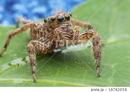 jumping spider 18782058