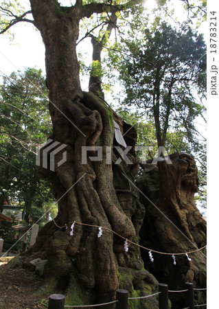 来宮神社の大楠(ﾊﾟﾜｰﾂﾘｰ）　１２月撮影 18783214