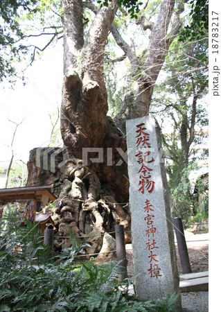 来宮神社の大楠(ﾊﾟﾜｰﾂﾘｰ）　１２月撮影 18783217