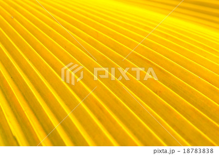 Palm leaf Palm leaf 18783838