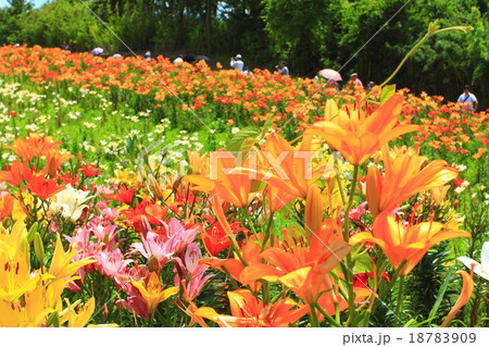 太田吉沢ゆりの里 18783909