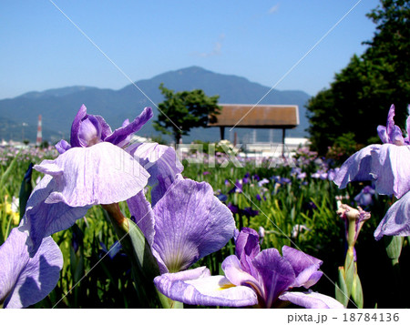 あやめの花と大山 18784136