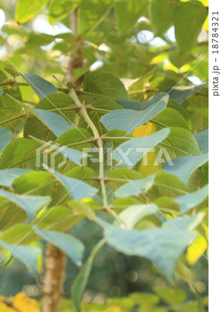自然　植物　タラノキ、『タラの芽』の木です。葉は二回奇数羽状複葉と言い、これで一枚（？）分だそうです 18784321