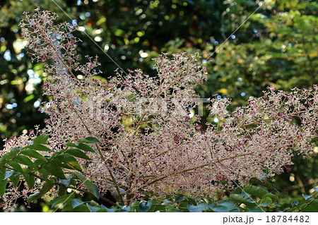 自然 植物 タラノキ 花と実が枝先に沢山ついていますが よく見ようと近づくと棘で痛い目にあいますの写真素材