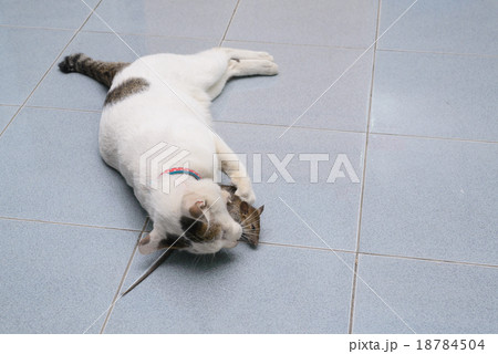 Cat catch and bite mouse, rat Cat catch and bite mouse, rat 18784504