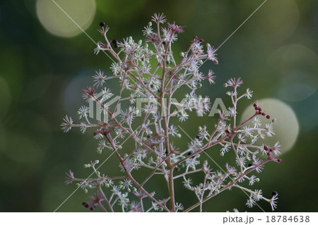 自然　植物　タラノキ、若芽は山菜の王様、樹皮は生薬になります。花はあまり使い道がなさそうです 18784638