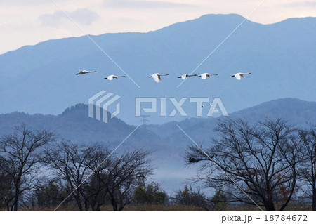 水鳥の楽園 瓢湖 水鳥の楽園 瓢湖 18784672